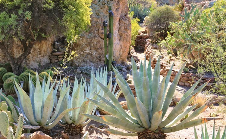 Agave Americana (Century Plant)